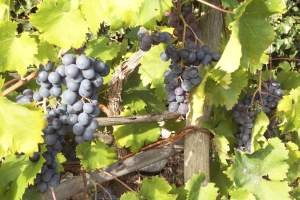 Properties for sale in Italy, on the Italian Rivieras, in the Italian Lakes and Tuscany.